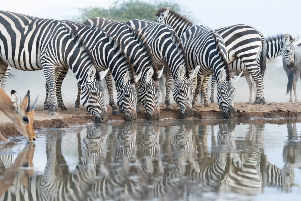 Shompole Hide - Royal African Safaris